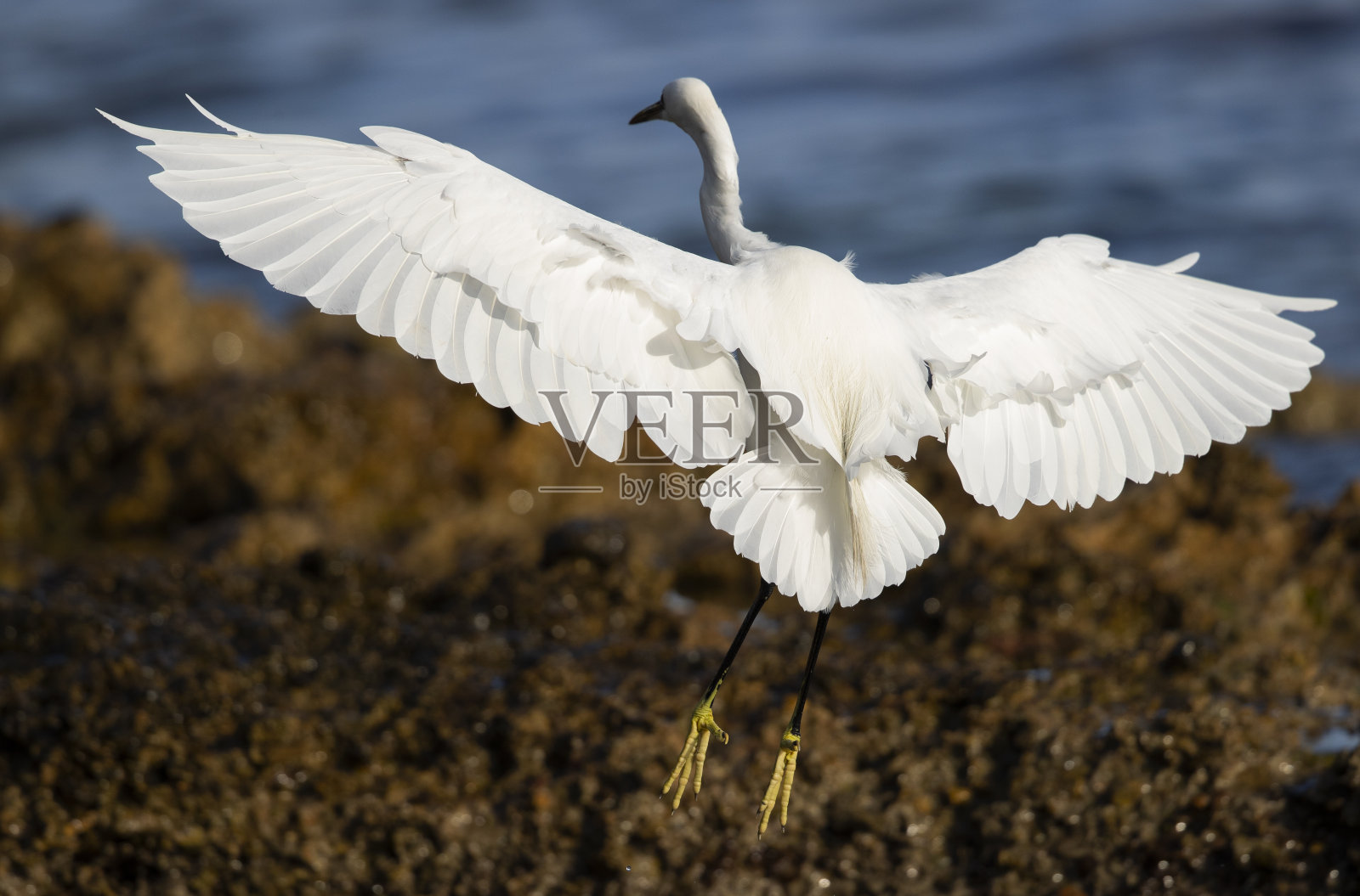 一只小白鹭(白鹭)在地中海海岸觅食。照片摄影图片