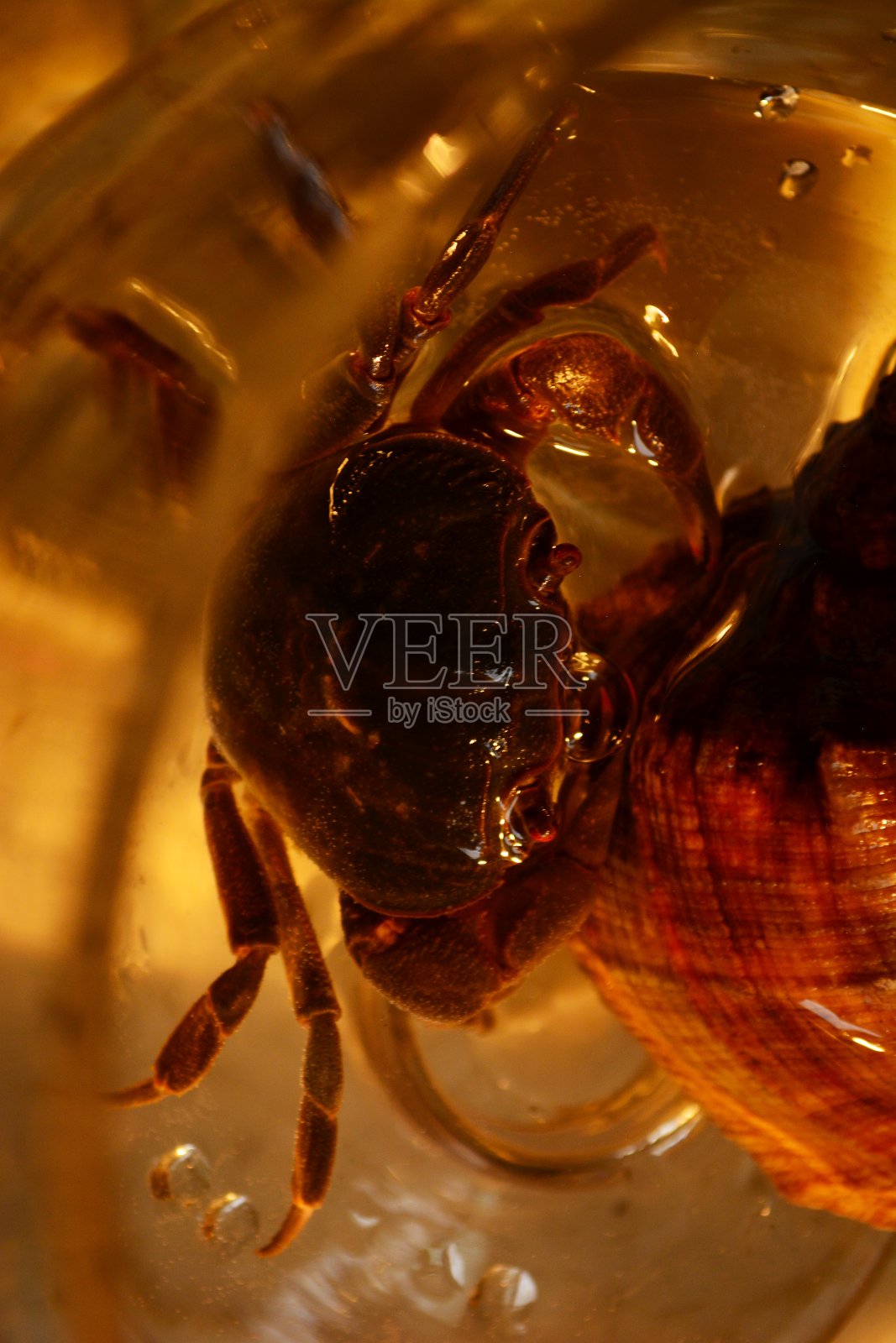 水里的螃蟹照片摄影图片