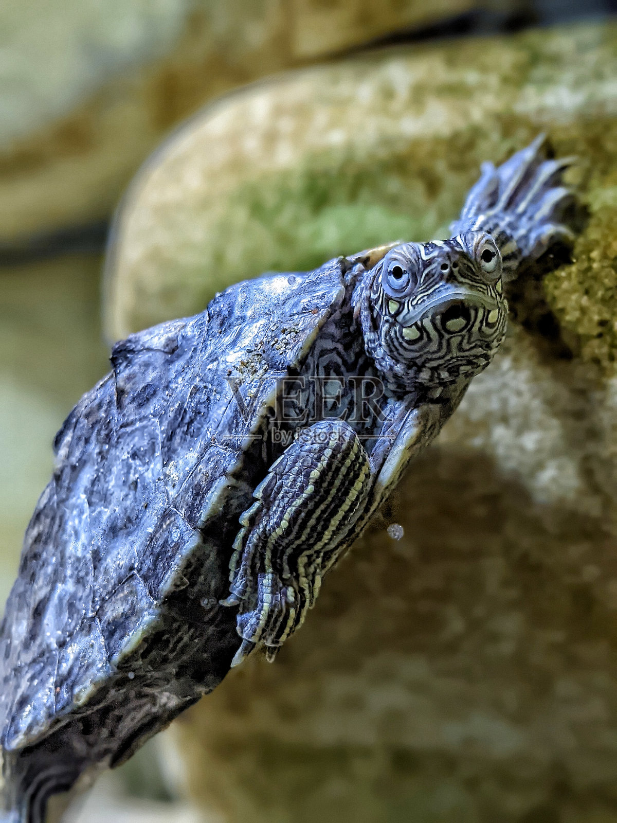 造成龟照片摄影图片