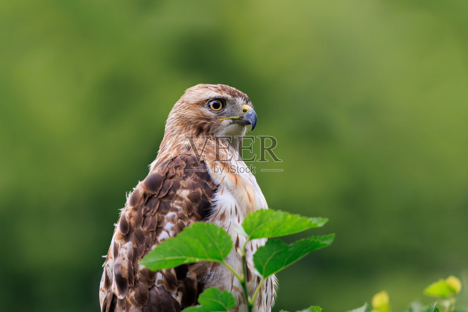 红尾鹰栖息在桑树上照片摄影图片