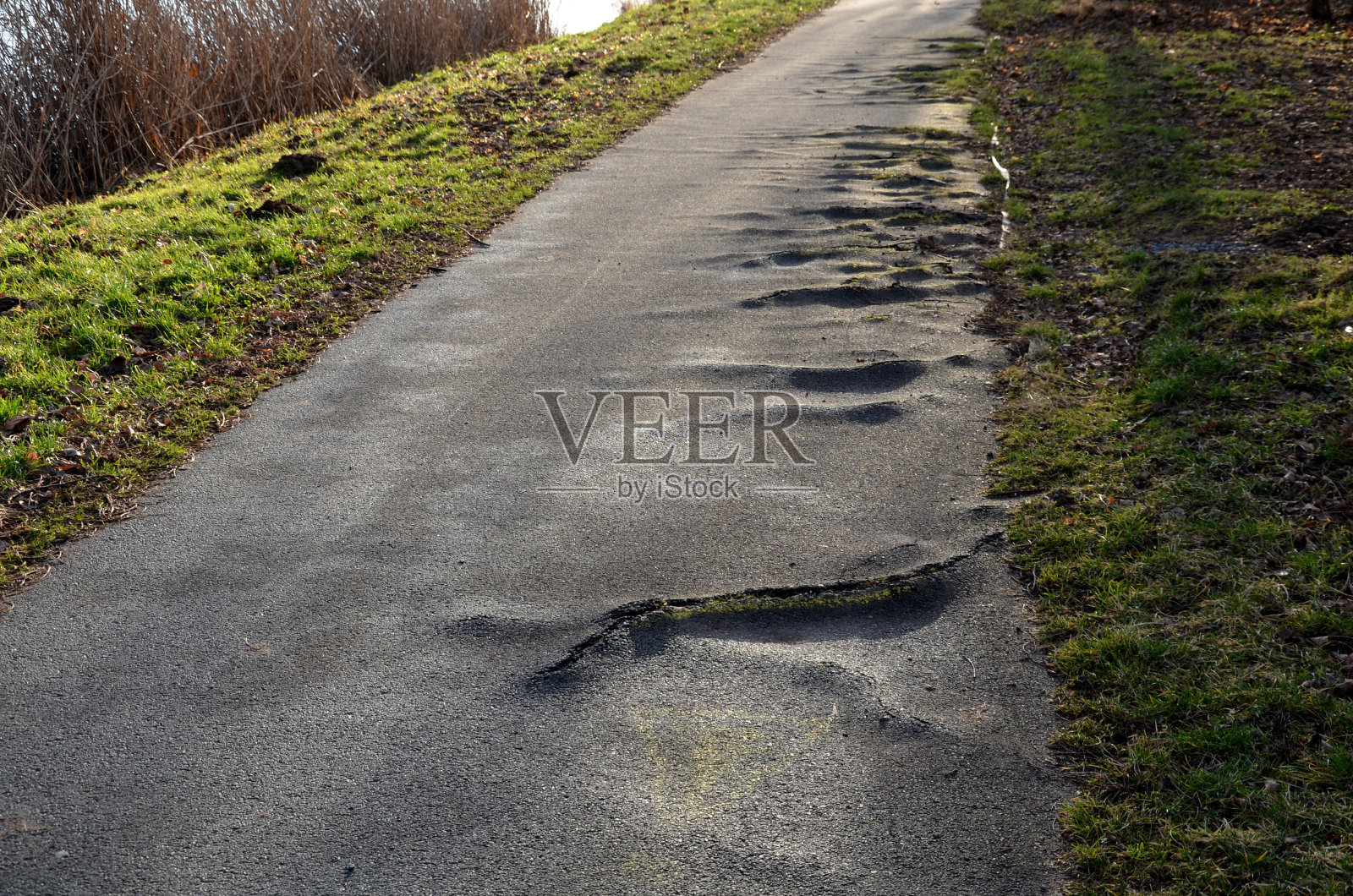 沥青路面建得太靠近老杨树，它们的根逐渐破坏了路面。在坚固的根上，裂缝形成并从大的凸起中突出照片摄影图片