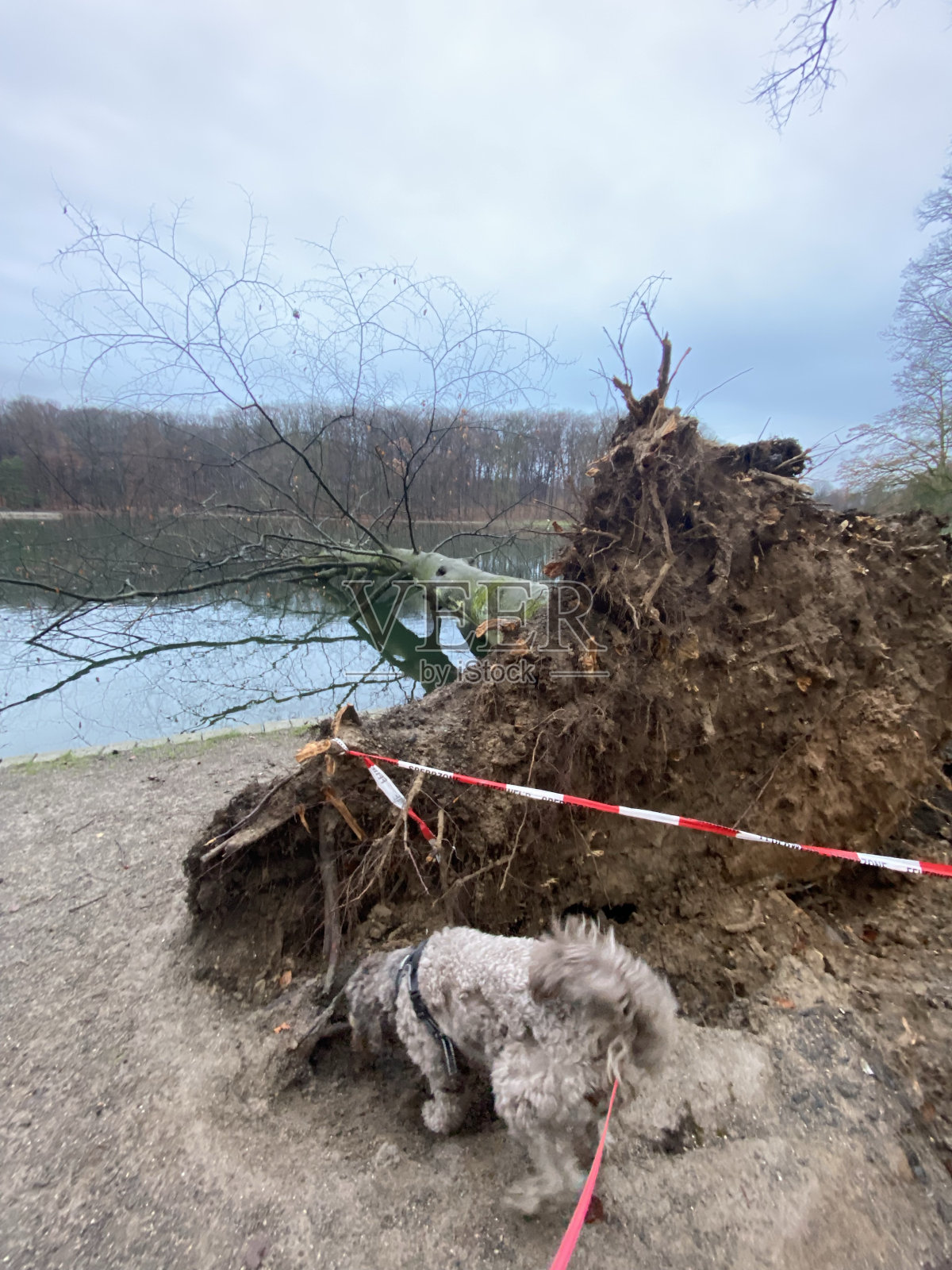 风暴过后:湖中倒下的树照片摄影图片