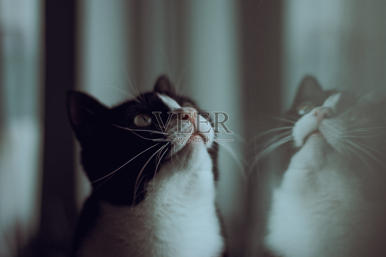 美丽的黑猫坐在窗台上，看着窗户照片摄影图片