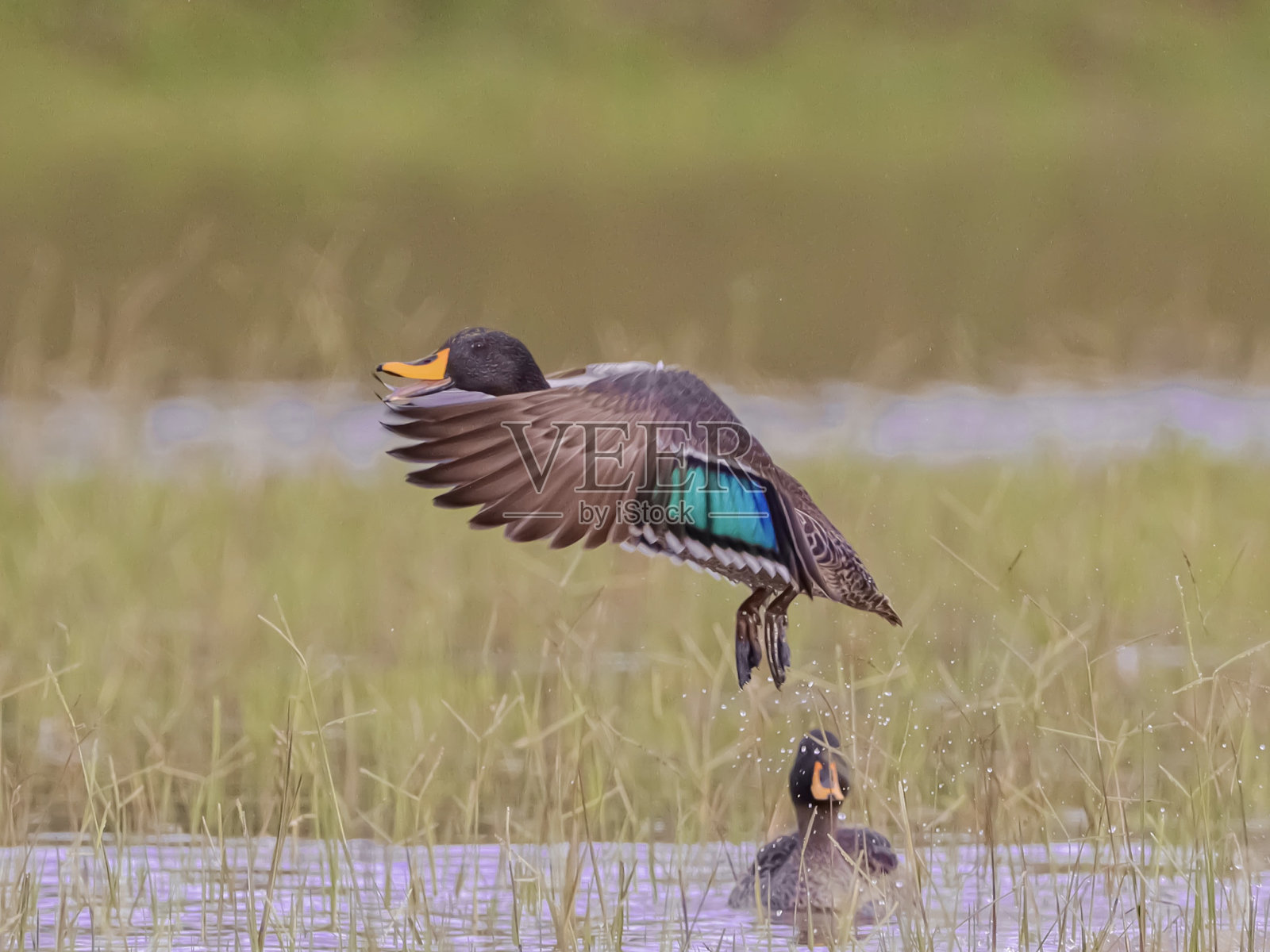 黄宣传鸭照片摄影图片