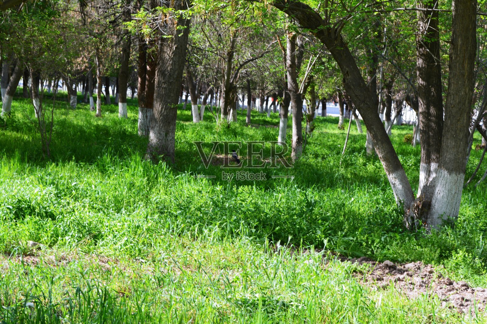 公园照片摄影图片