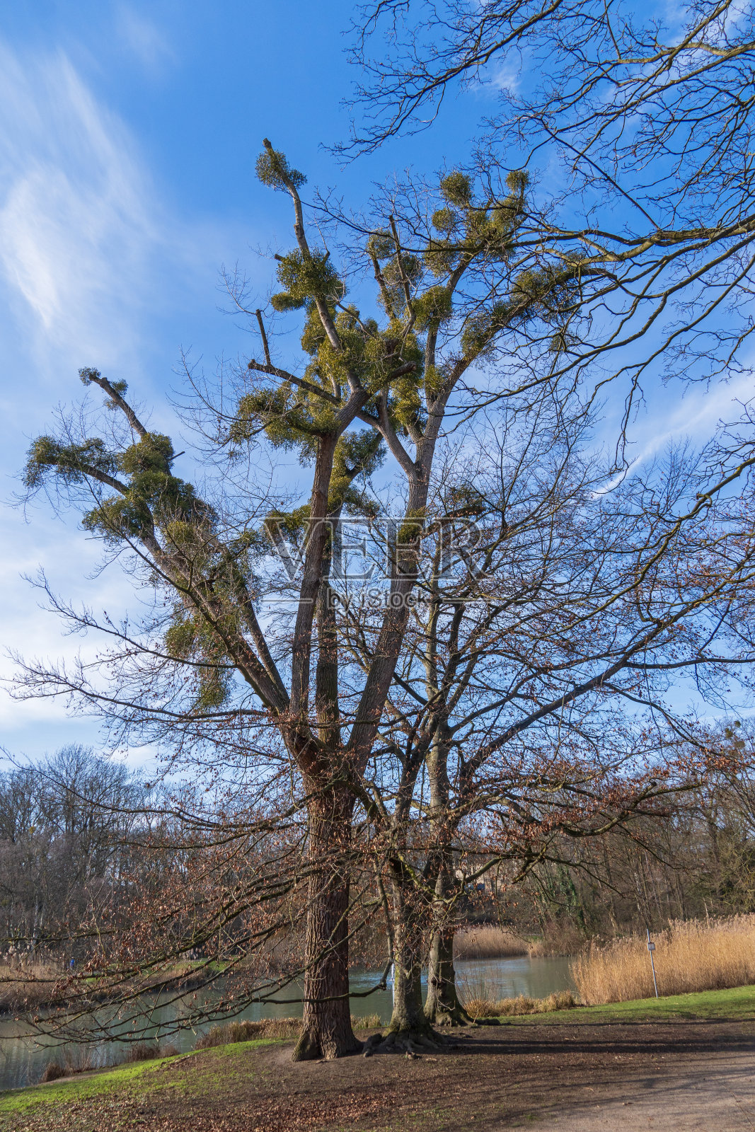 科隆克莱滕贝格公园照片摄影图片