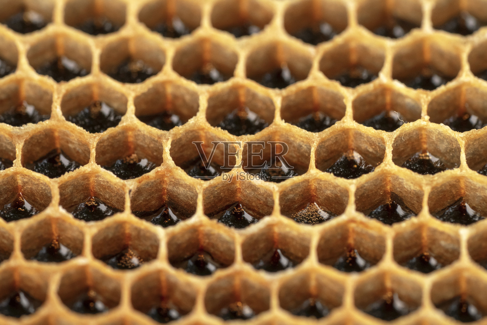 有蜂蜜的大蜂巢。蜂蜜的细胞。自然模式的背景照片摄影图片