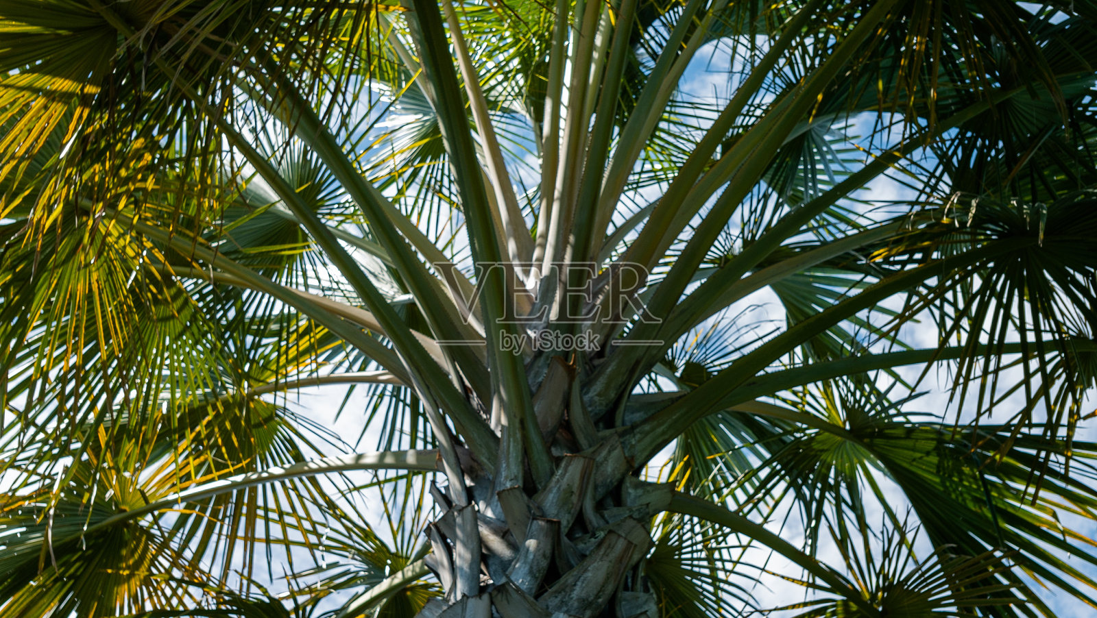 在一个阳光明媚的日子里，美丽的棕榈树的低角度视图照片摄影图片