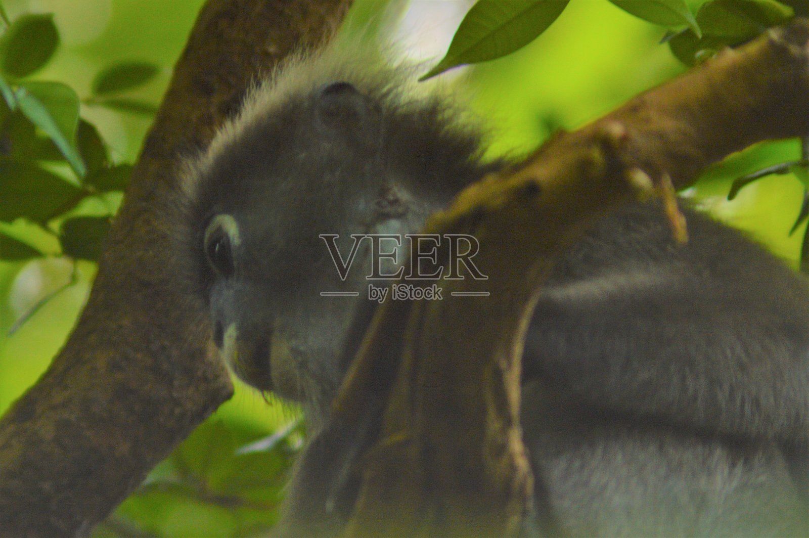 忧郁的叶猴子照片摄影图片