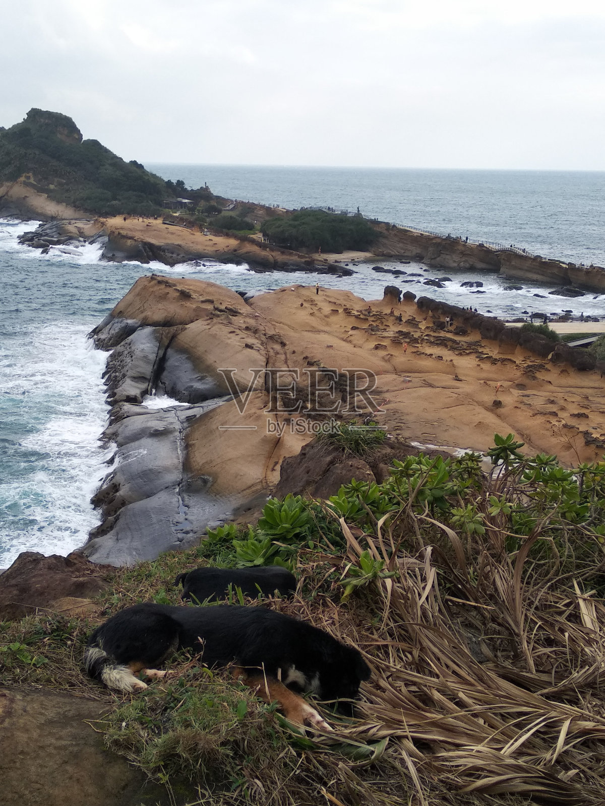 台湾野柳，狗睡在以海和岩石为背景的悬崖上照片摄影图片