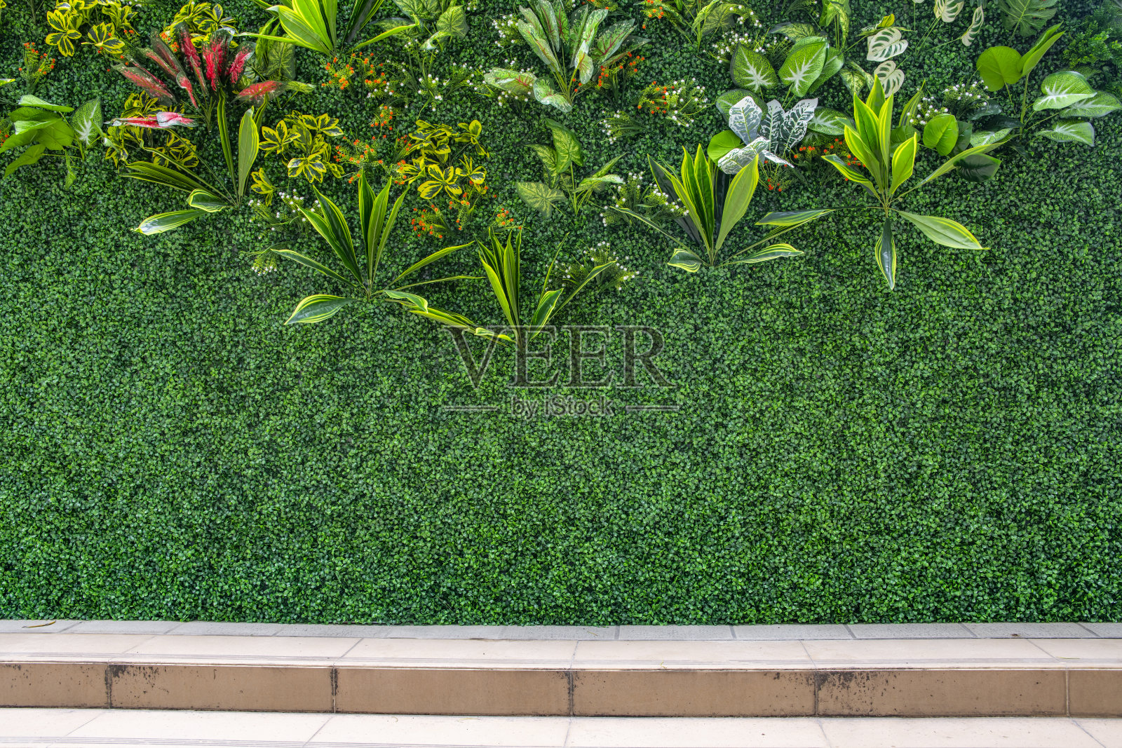 绿色植物背景墙照片摄影图片