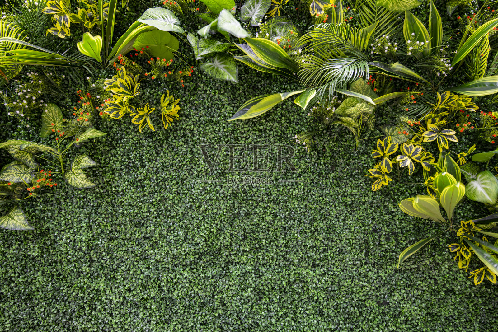 绿色植物背景墙照片摄影图片