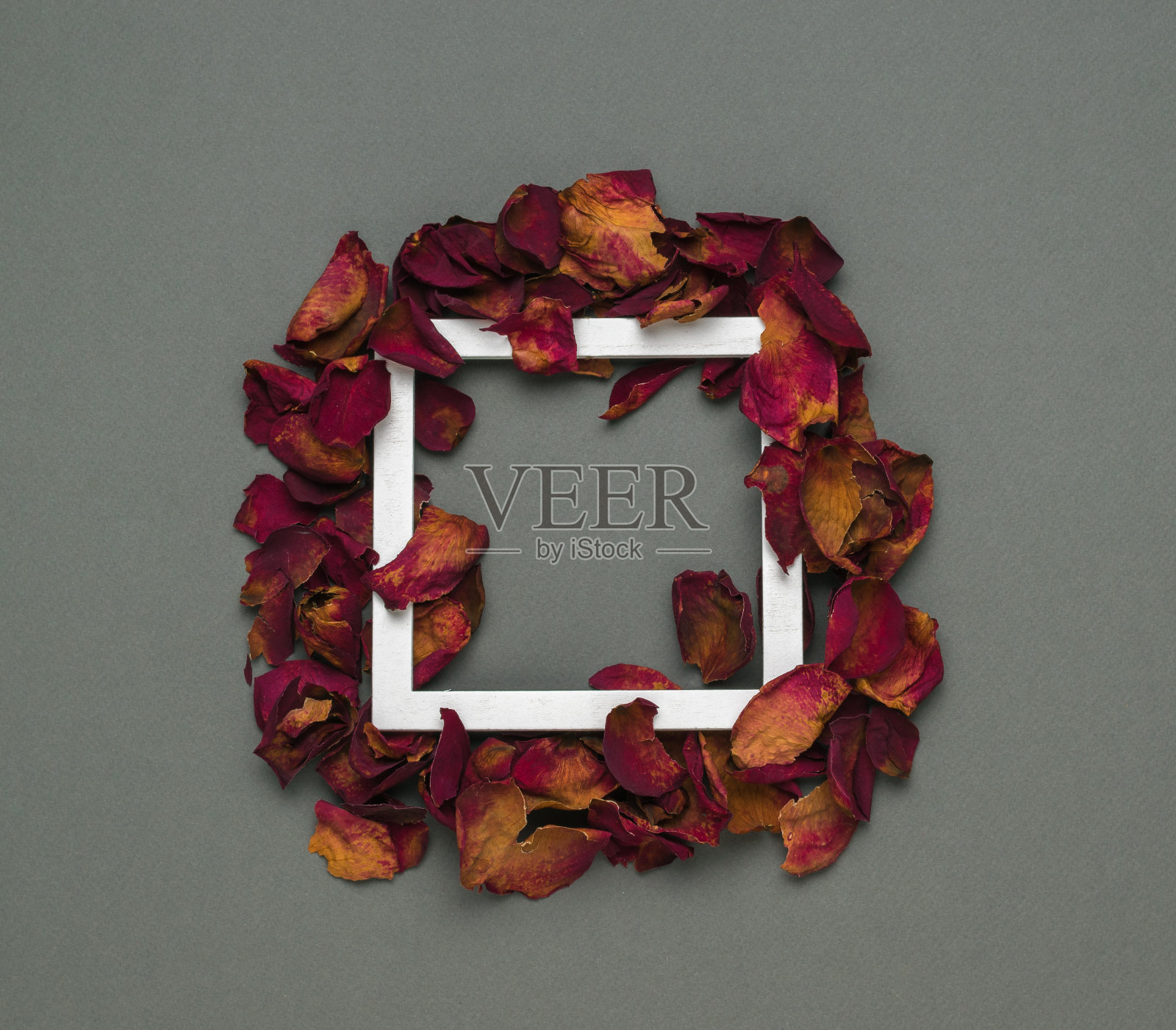 白色框架与干燥的红色玫瑰花瓣在灰色的背景。表单。照片摄影图片