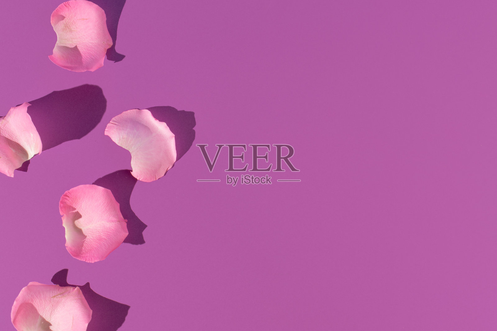 粉红色的玫瑰花瓣与亮紫色的背景。最小的情人节或女性的一天的概念。创造性的自然背景。照片摄影图片