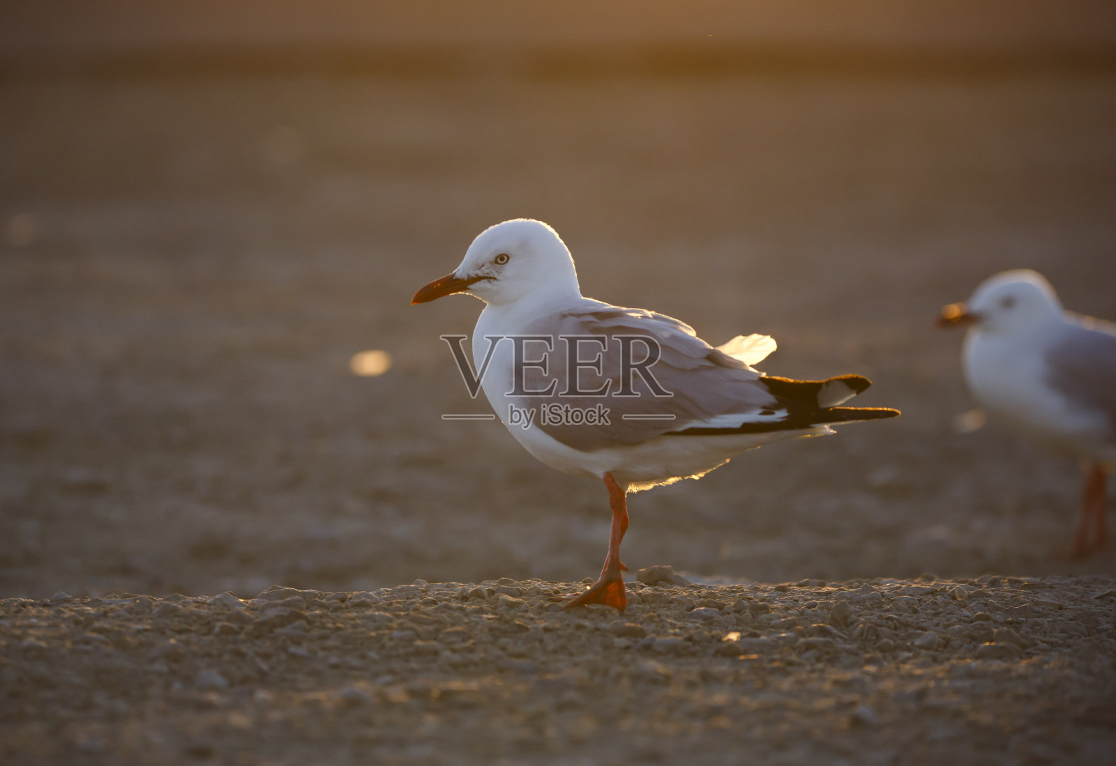 日落中的银鸥照片摄影图片