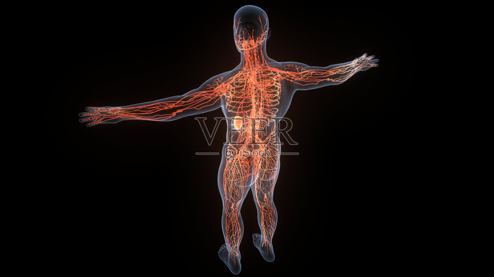 人体内部系统淋巴结解剖照片摄影图片