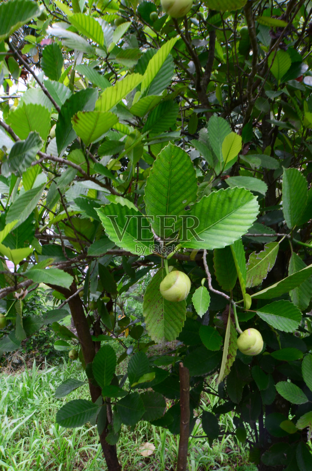 菲律宾地列尼亚照片摄影图片