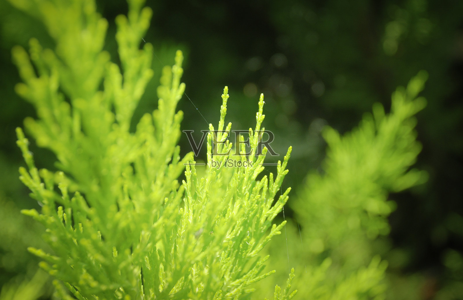 绿色色调。照片摄影图片