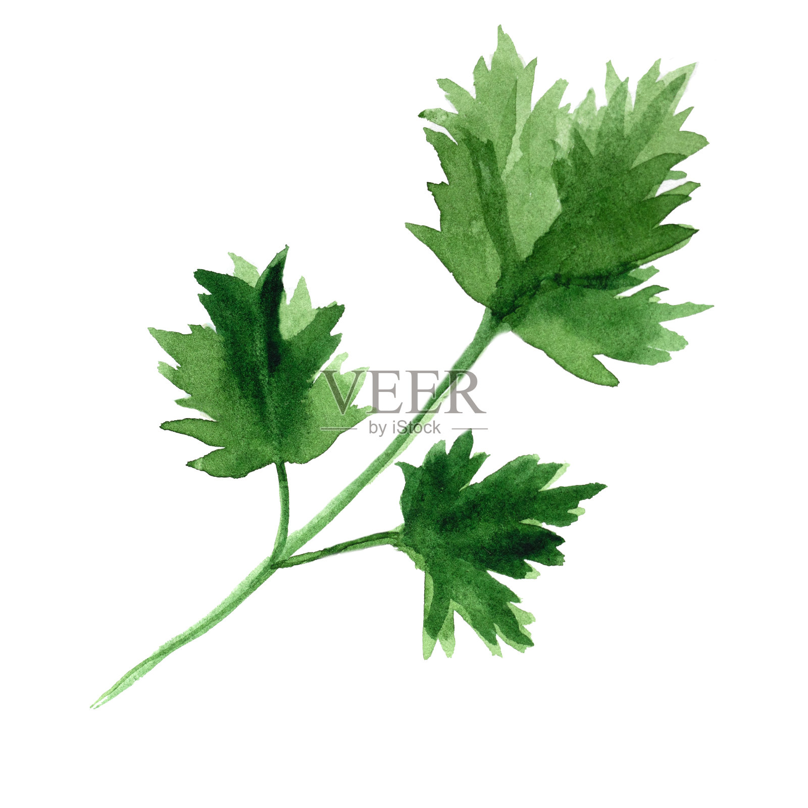 绿色欧芹枝水彩插图孤立在白色背景。设计元素图片