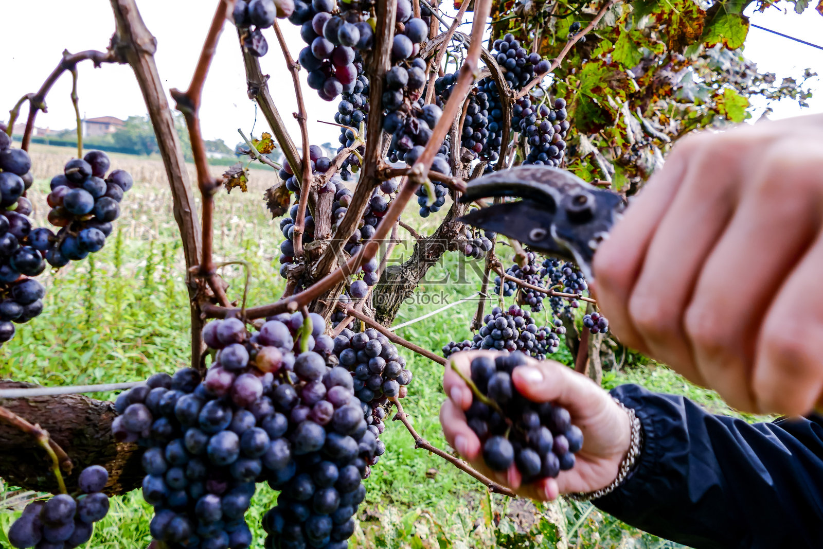 葡萄丰收的葡萄园在九月北意大利，红葡萄为葡萄酒照片摄影图片