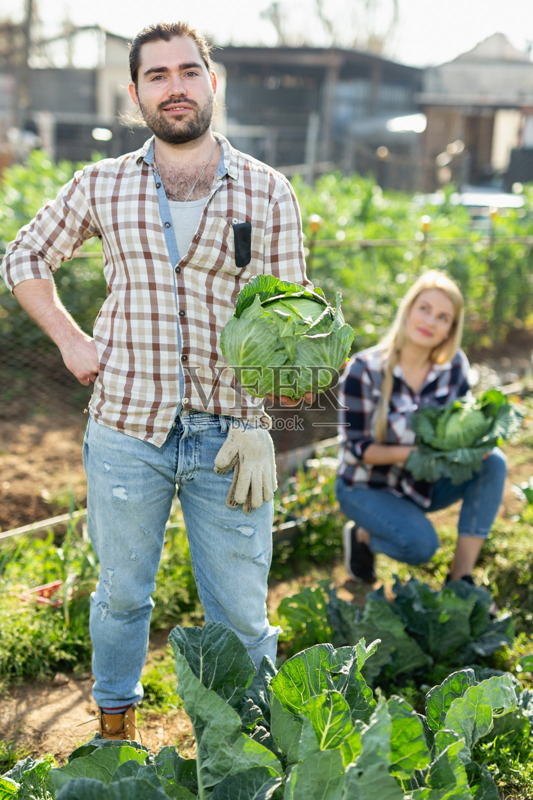 园丁检查卷心菜照片摄影图片