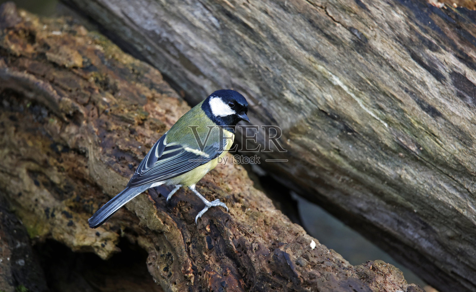 大山雀在树林里觅食照片摄影图片