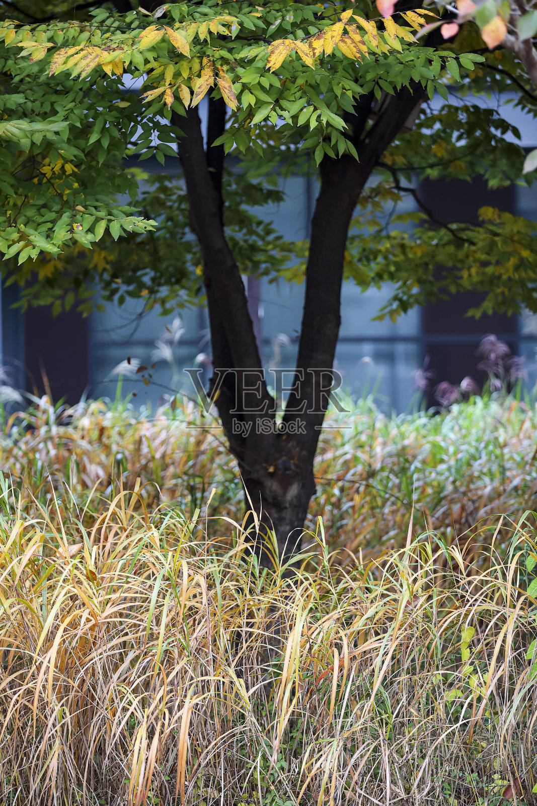 秋天的风景照片摄影图片