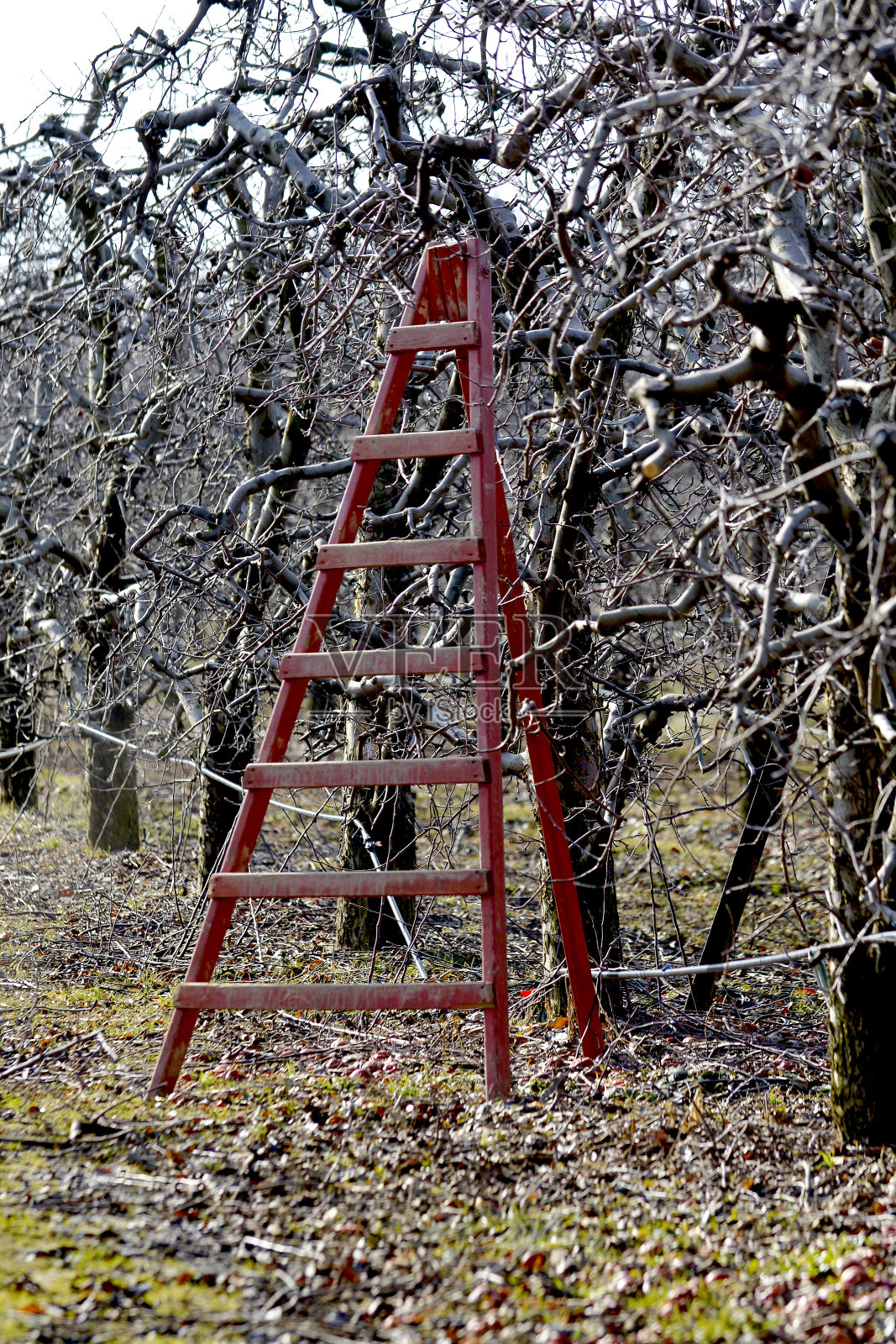 苹果园里的梯子，准备在冬天修剪果树照片摄影图片