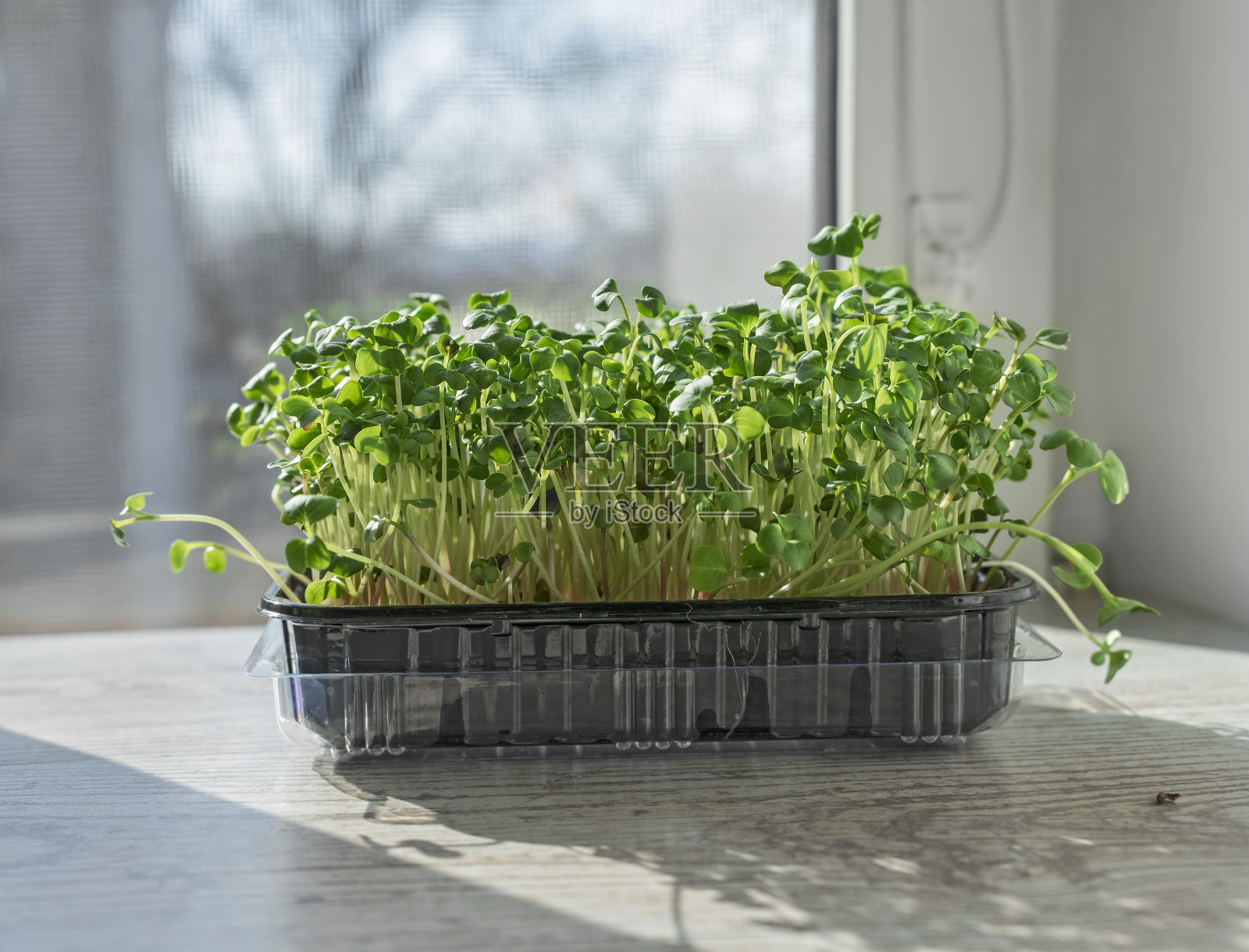 菜园的窗台上，生长着春天用过的塑料包装的微绿色植物照片摄影图片