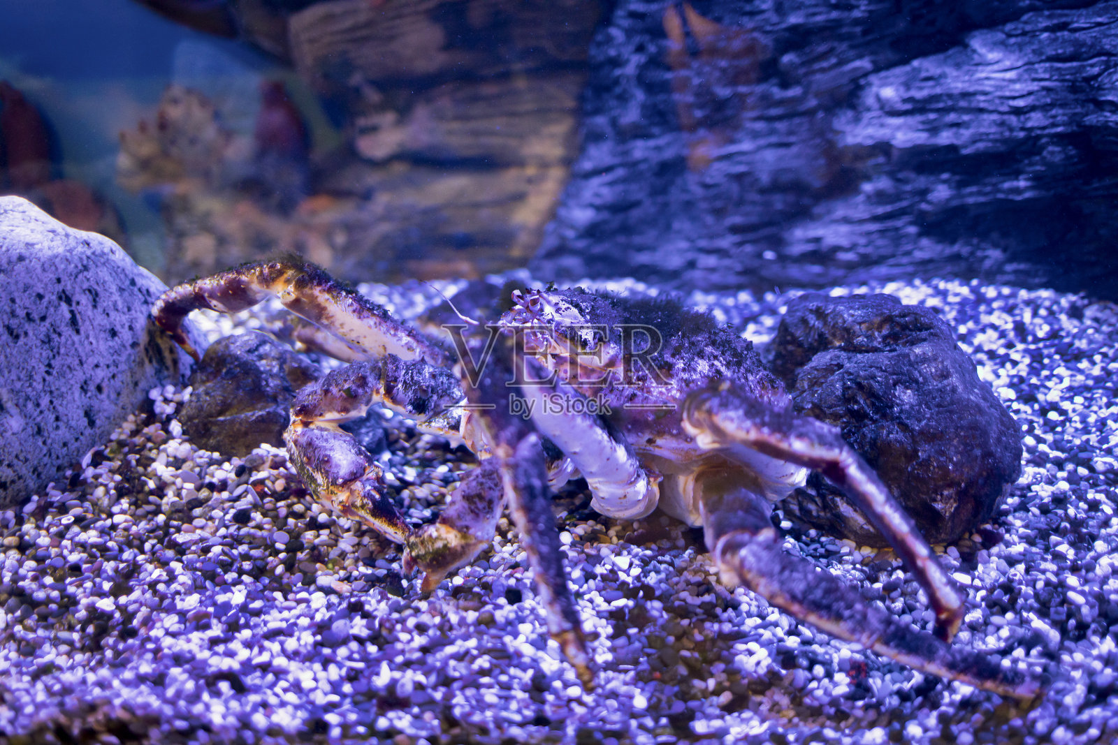 堪察加螃蟹水下射击。深海的动物。照片摄影图片