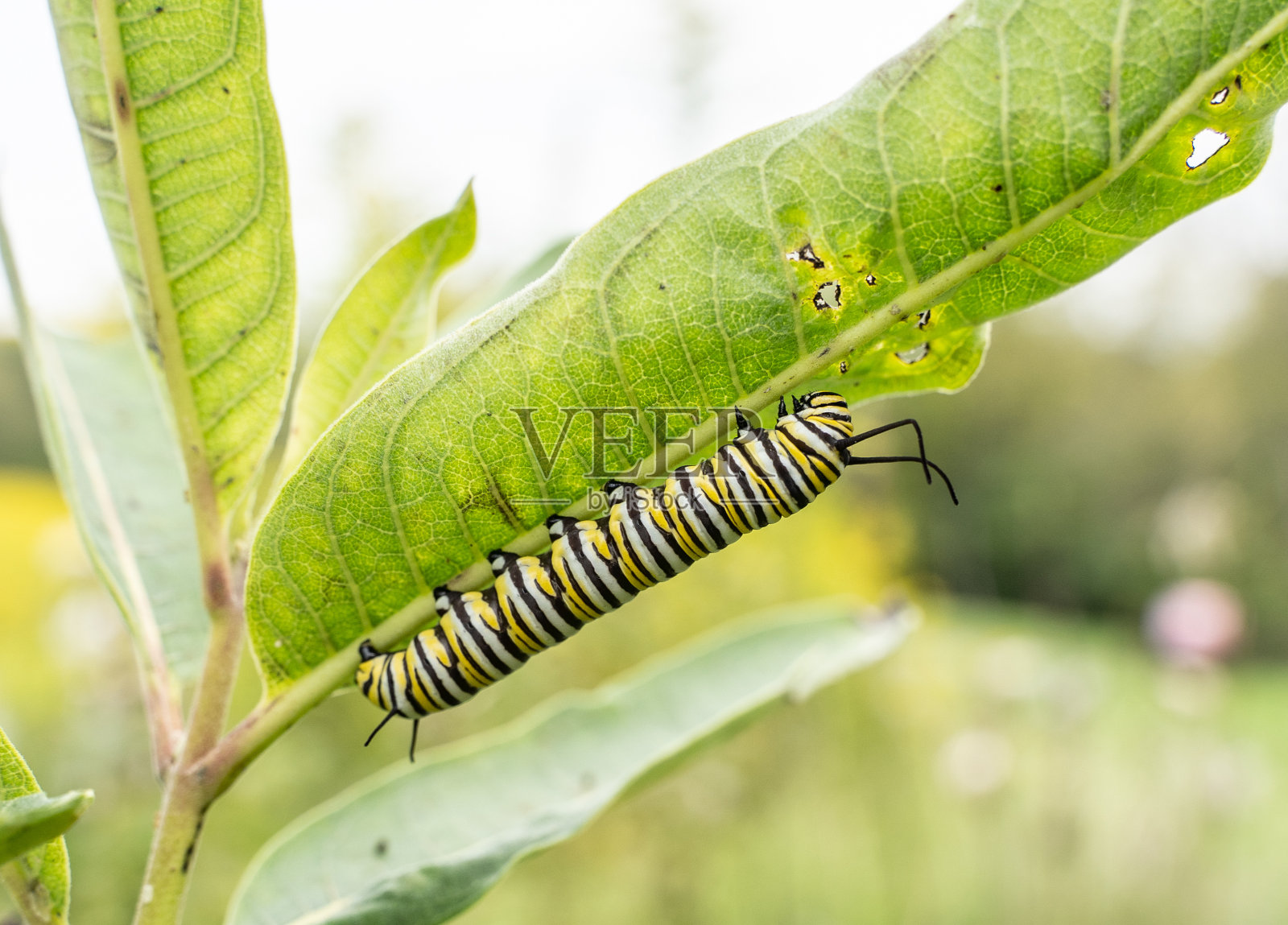 君主卡特彼勒照片摄影图片