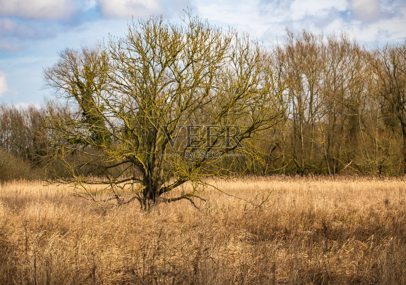 沐浴在阳光下的树，诺福克照片摄影图片