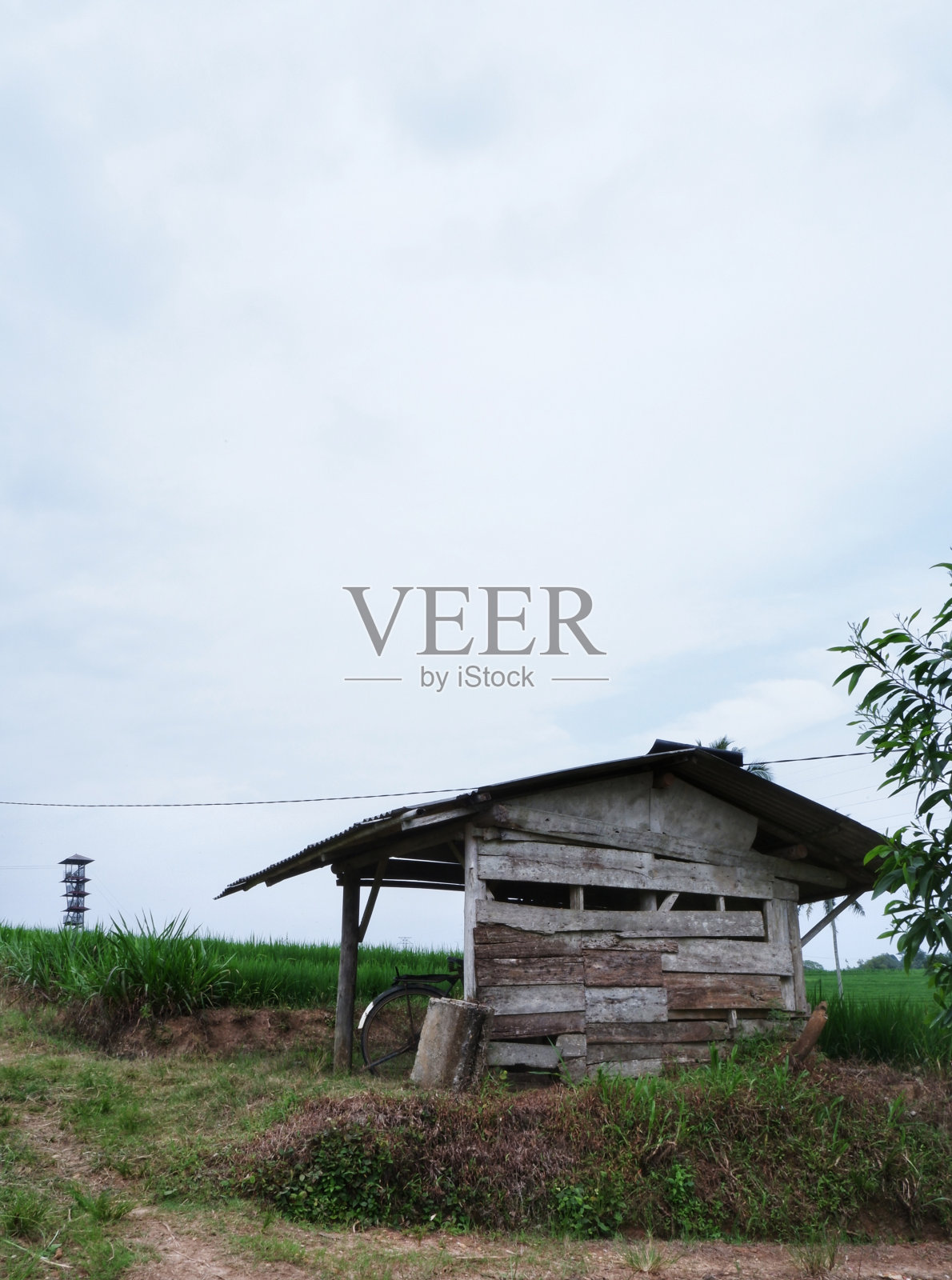 绿色稻田中间的小木屋照片摄影图片