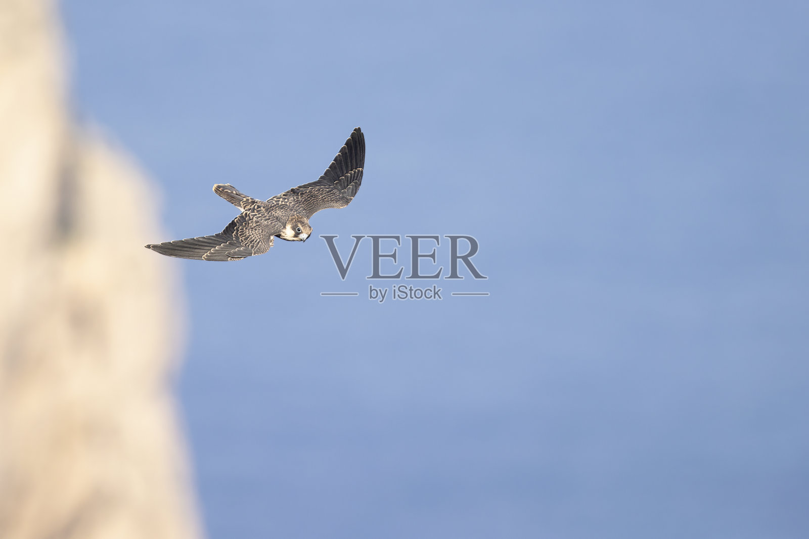 Eleonora的猎鹰(Falco eleonorae)在高速飞行。照片摄影图片