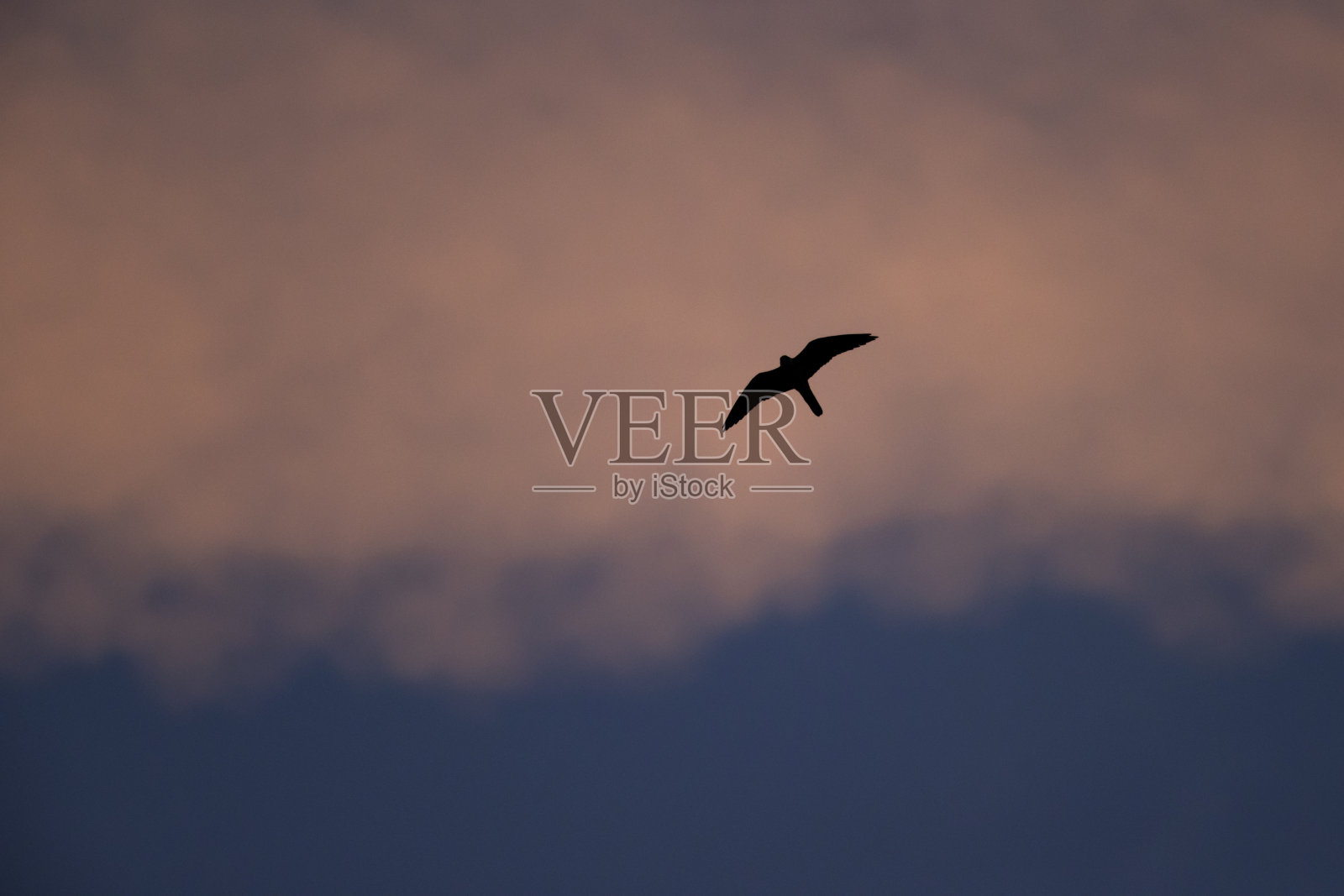 Eleonora的猎鹰(Falco eleonorae)在高速飞行。照片摄影图片