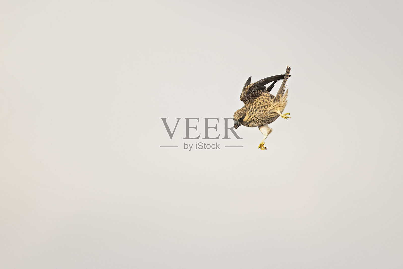 Eleonora的猎鹰(Falco eleonorae)在高速飞行。照片摄影图片