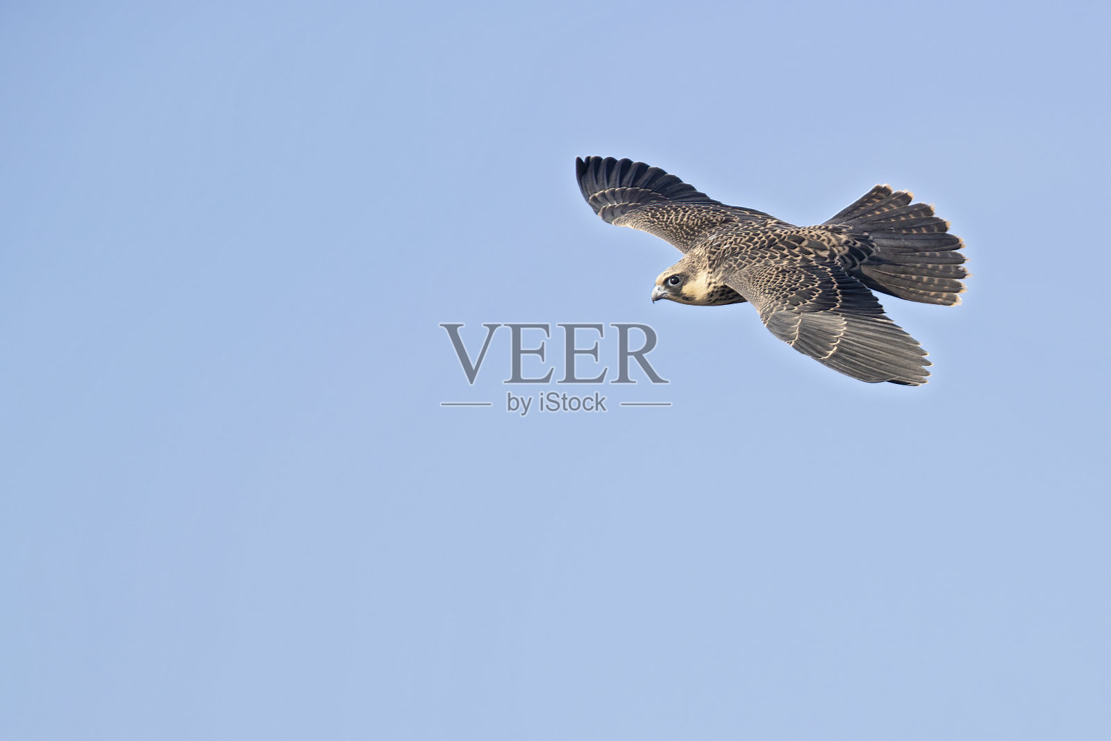 Eleonora的猎鹰(Falco eleonorae)在高速飞行。照片摄影图片