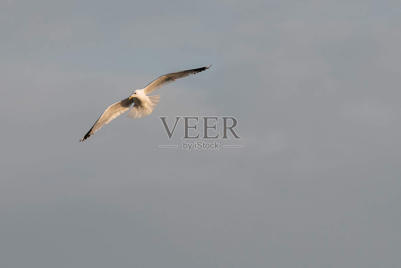 海鸥照片摄影图片