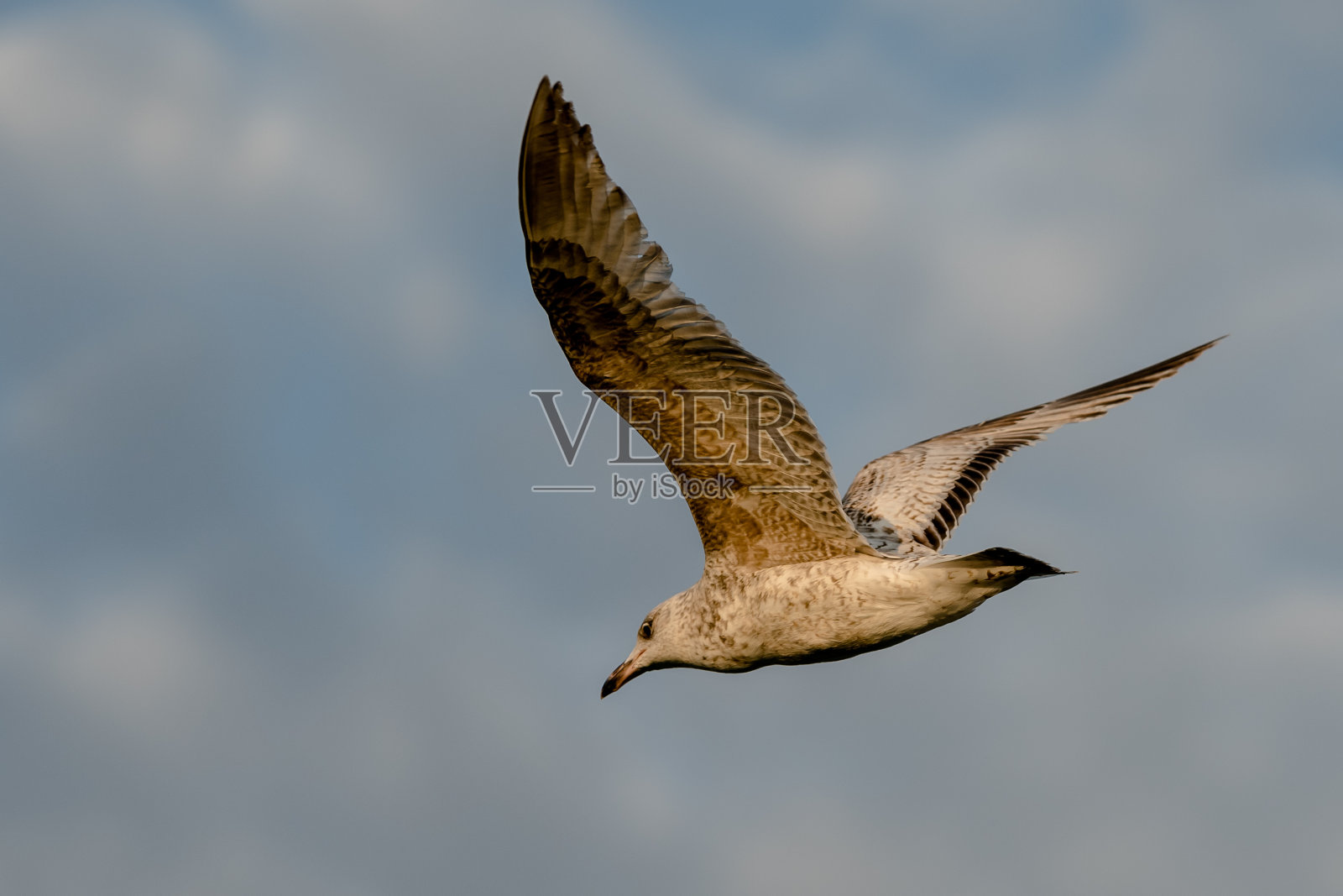 海鸥照片摄影图片
