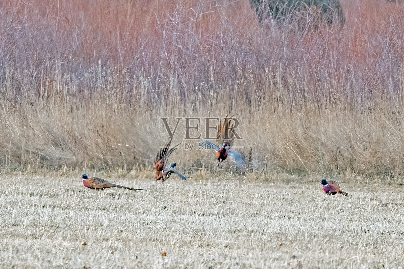 四只雄雉，两只正展示他们的武器照片摄影图片