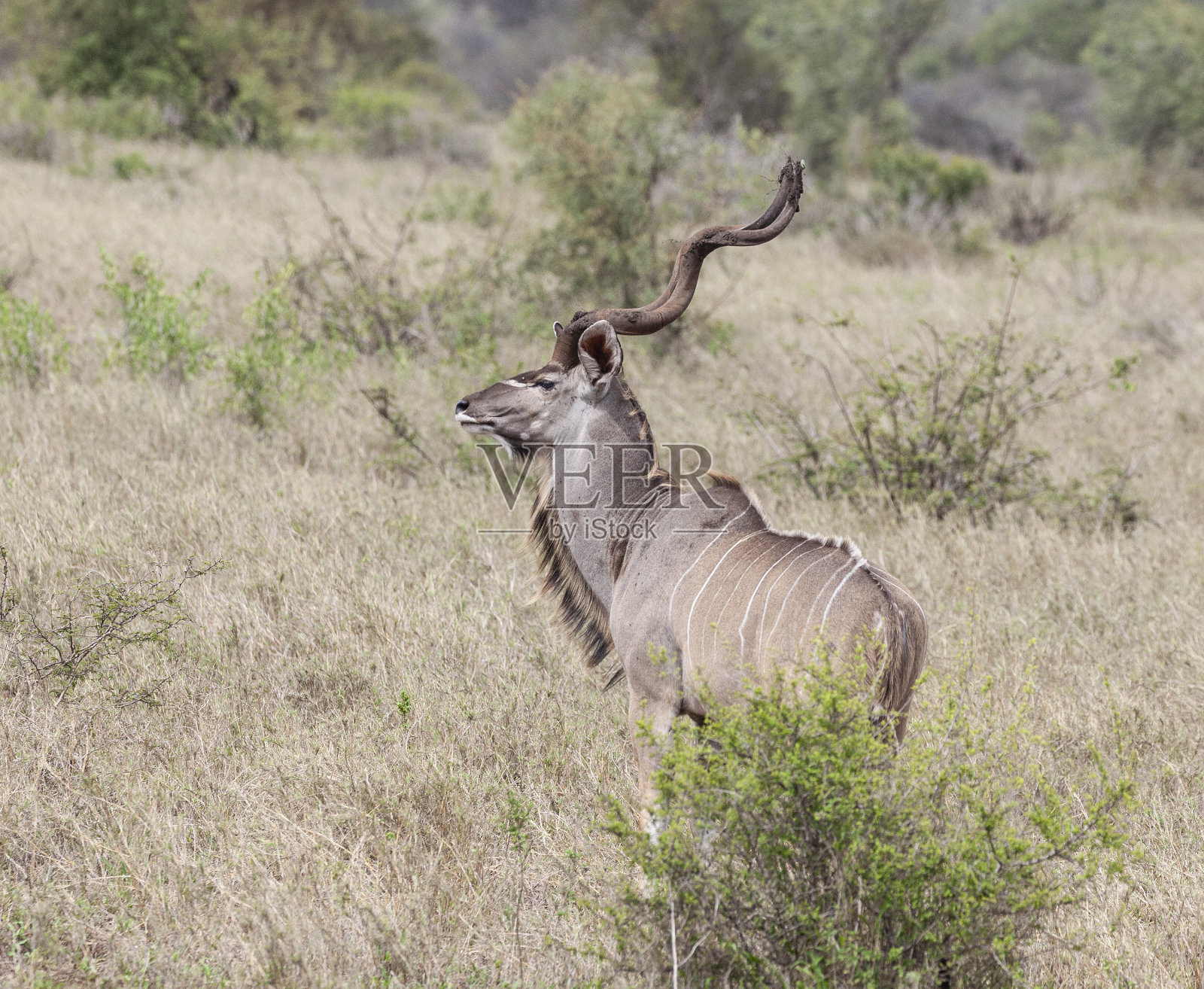 雄性大斑羚照片摄影图片