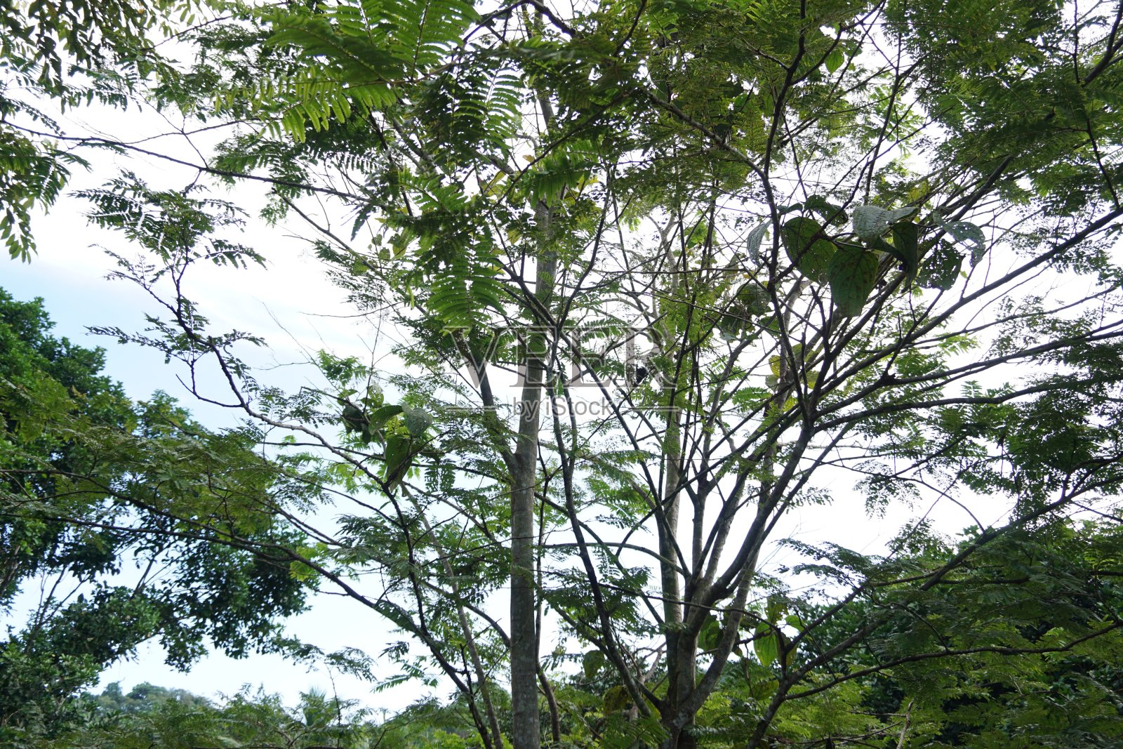 丛林的加里曼丹照片摄影图片