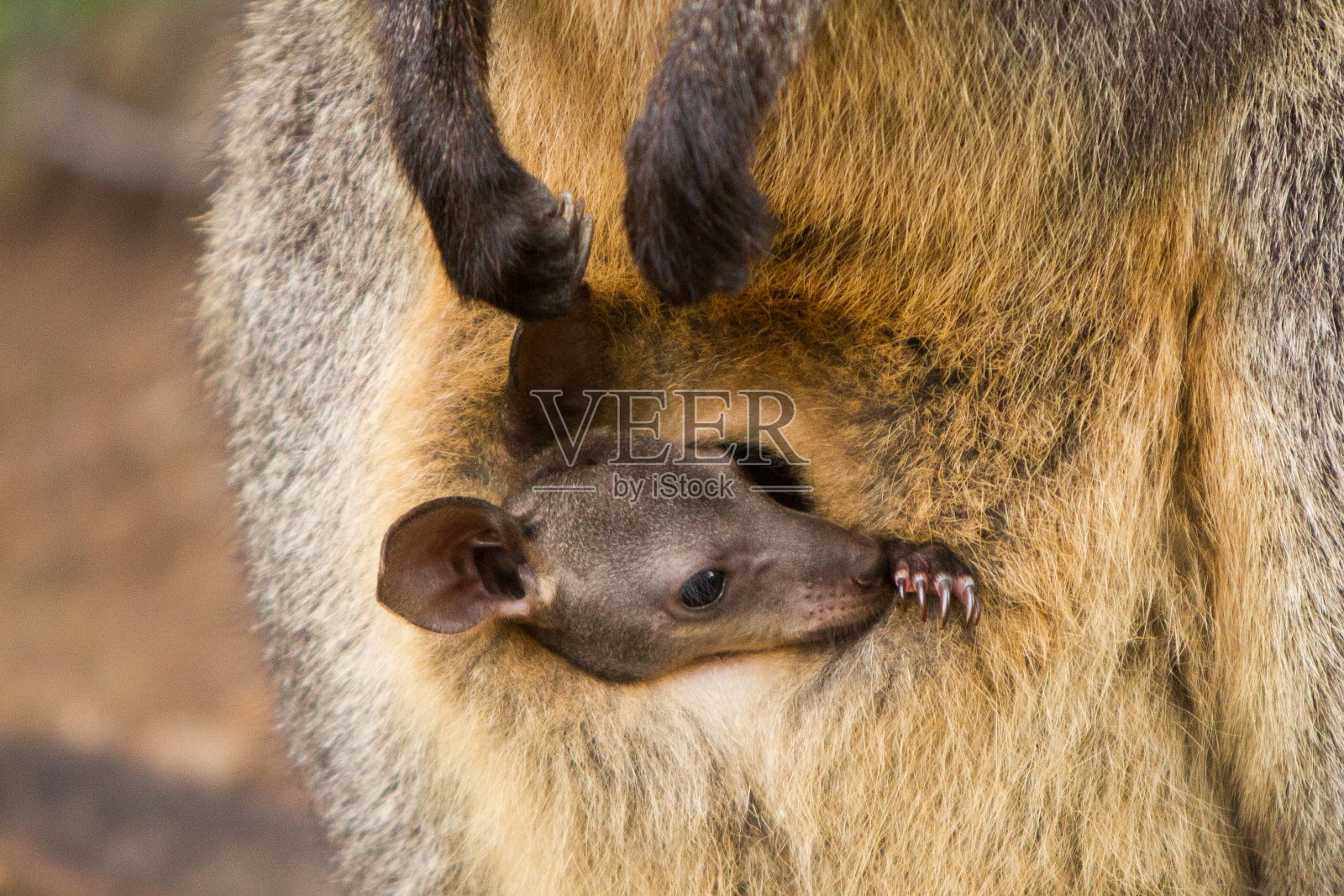 袋里的小袋鼠照片摄影图片