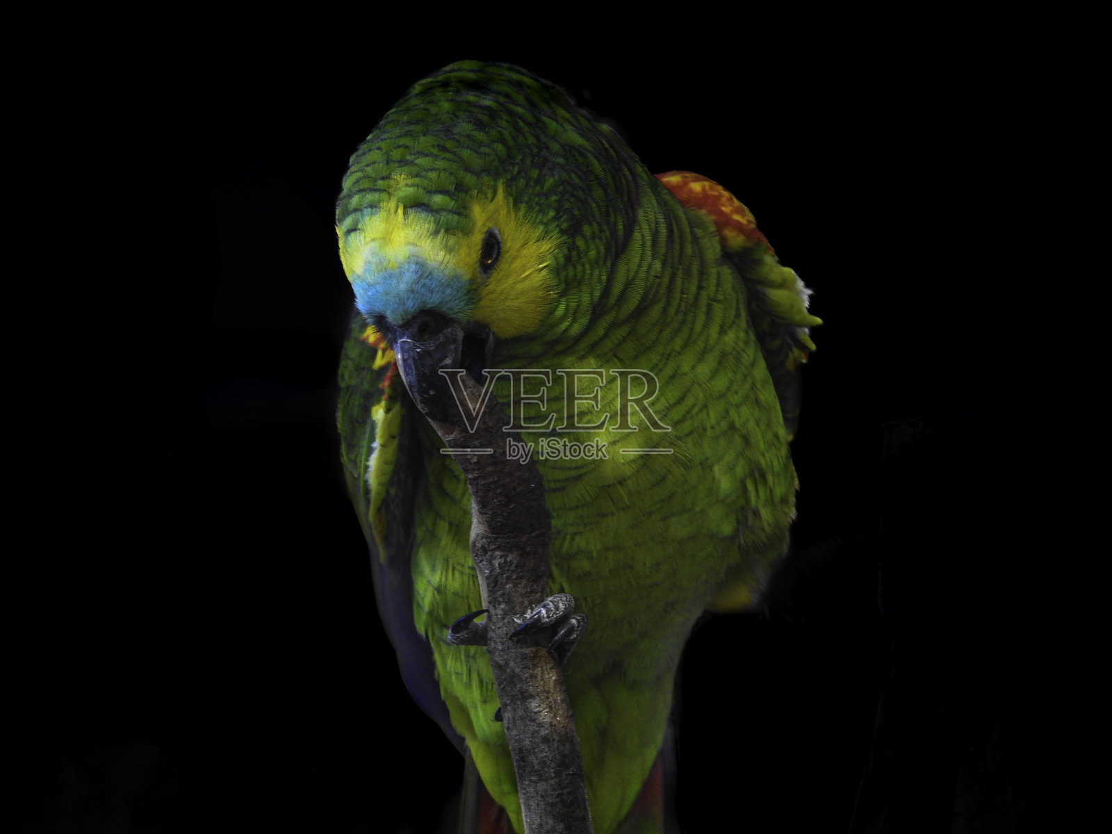 绿松石前亚马逊咬分支照片摄影图片