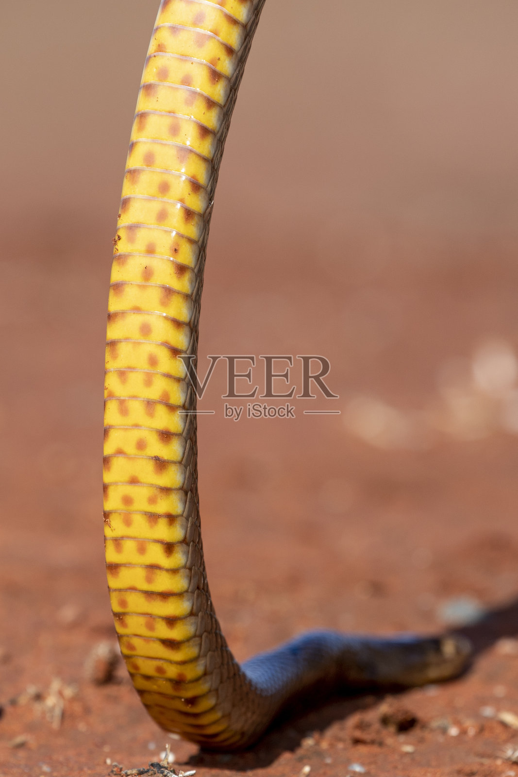 Strap-snouted棕色的蛇照片摄影图片