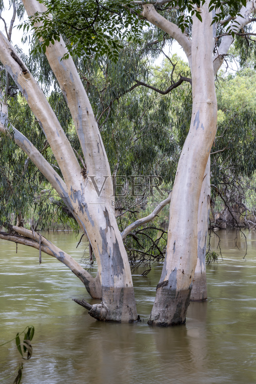 澳大利亚西北达令河照片摄影图片