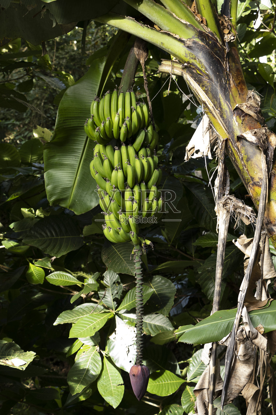 南美洲热带森林照片摄影图片