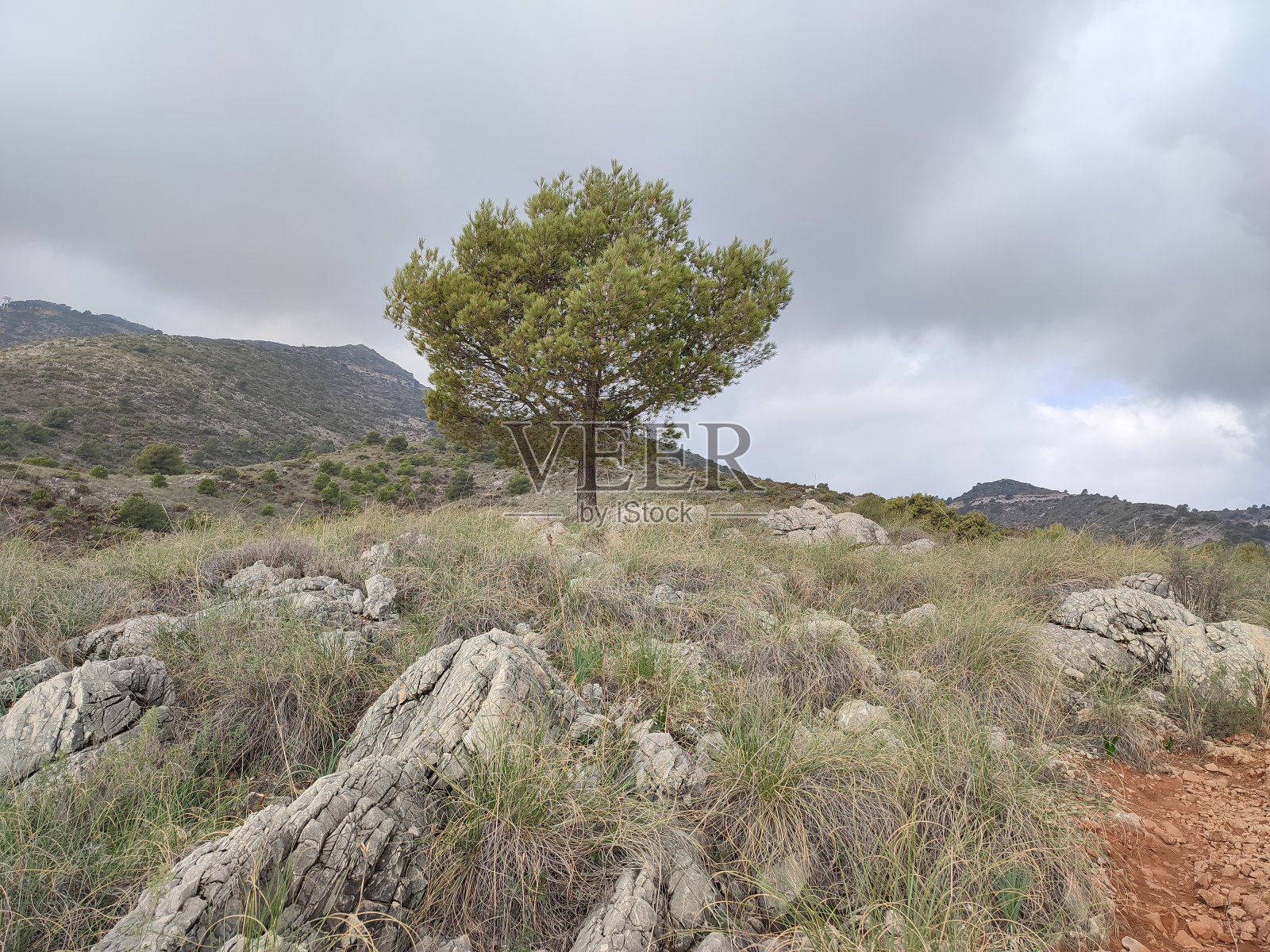 大自然中的一棵树照片摄影图片