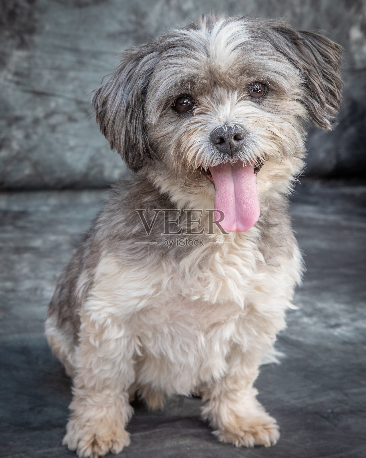 诺福克梗坐在灰色背景的地板上照片摄影图片