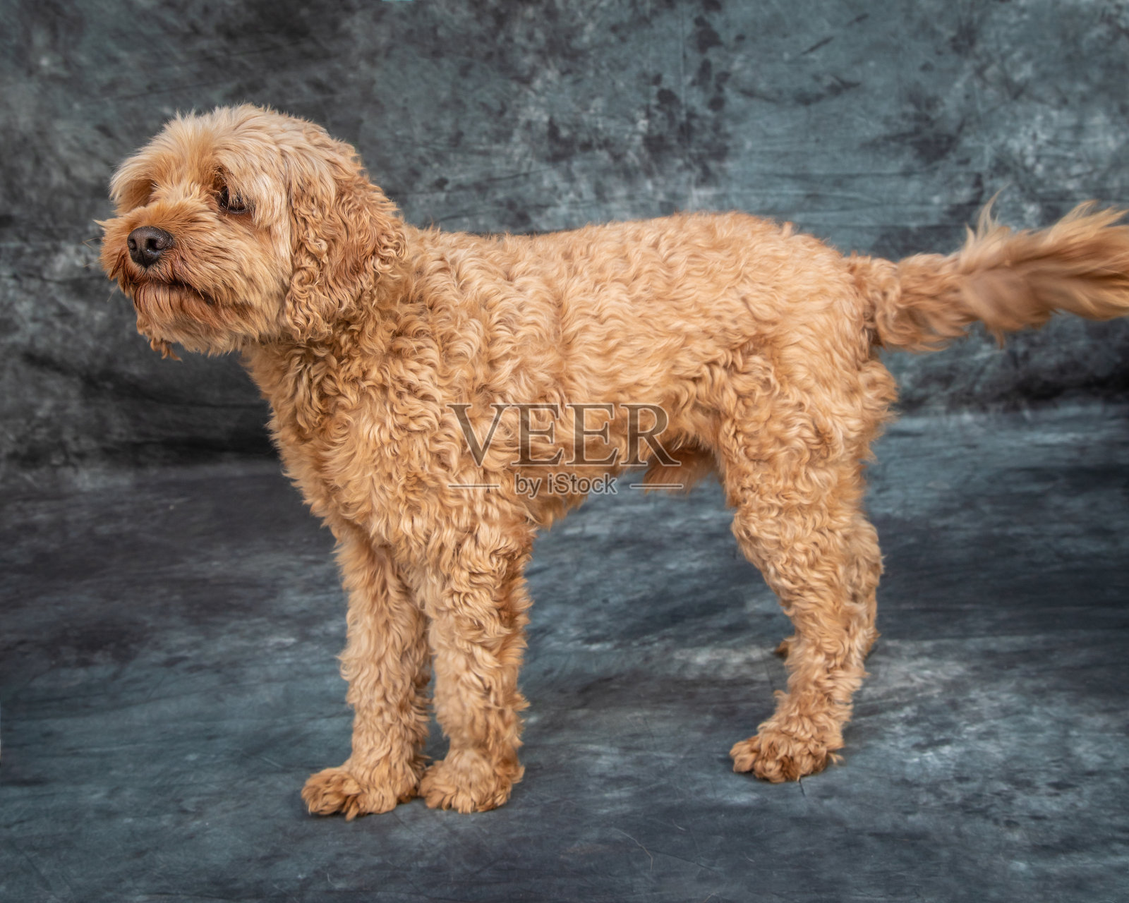 金毛贵宾坐在灰色背景的地板上照片摄影图片